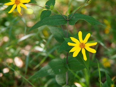 [The bloom has nine thin yellow petals radiating from a center with yellow topped brown stamen.]